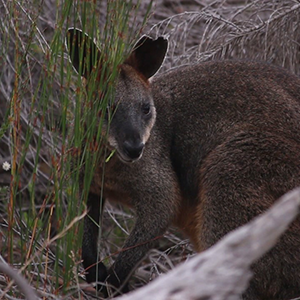 Taronga Kangaroo