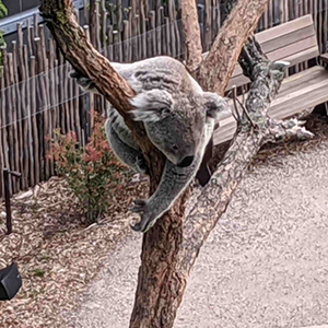 Taronga Koala